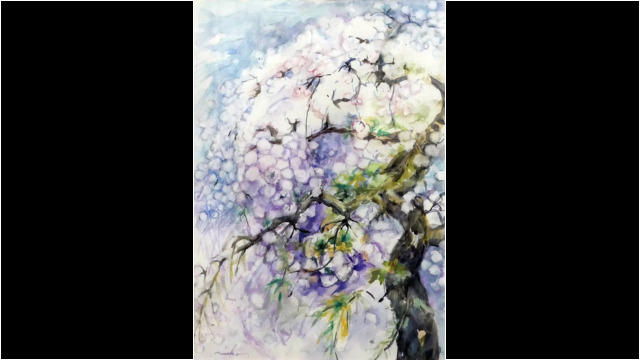 今年の桜　Ⅲ
