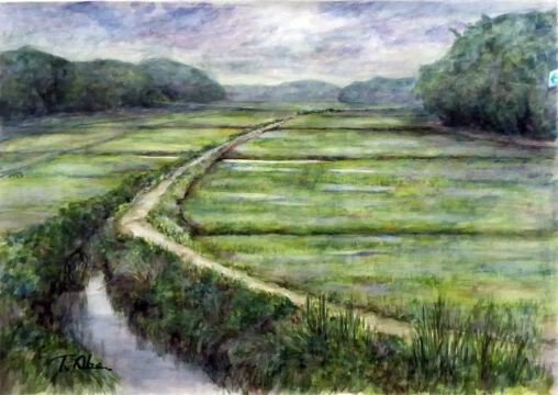 梅雨の田んぼ