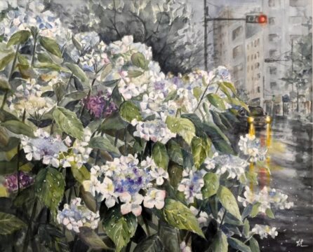 2026 紫陽花の咲く頃